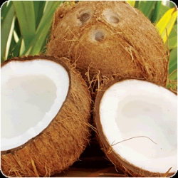 Despre nuca de cocos
